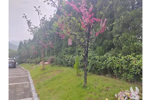 墓园——静谧之地的守望