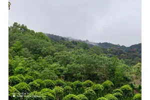 重庆陵园情况